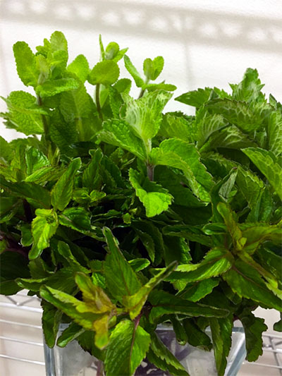 【BLOG】夏のブーケにおすすめ